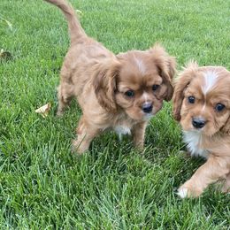 Cavachon and Cavalier King Charles Spaniel Puppies from Sarah Hill