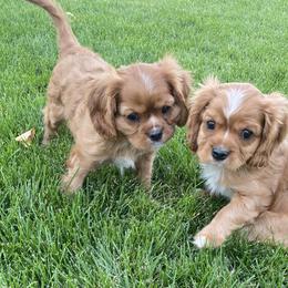 Cavachon and Cavalier King Charles Spaniel Puppies from Sarah Hill