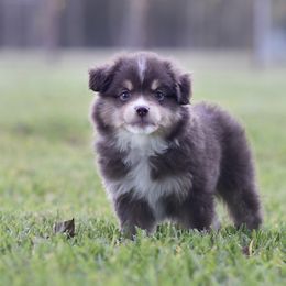 Australian Shepherd, Miniature Australian Shepherd, and Toy Australian Shepherd Puppies from Triple Lake Ranch Miniature Australian Shepherds