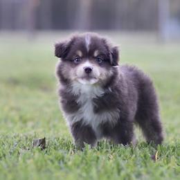 Australian Shepherd, Miniature Australian Shepherd, and Toy Australian Shepherd Puppies from Triple Lake Ranch Miniature Australian Shepherds