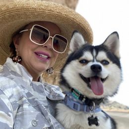 Pomskies from Sugar Pup Pomskies of Texas