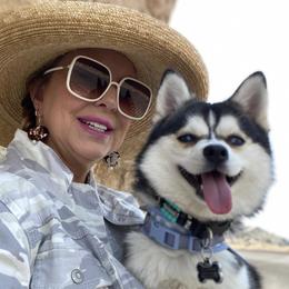 Pomskies from Sugar Pup Pomskies of Texas