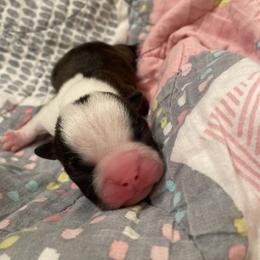 Mia - Black and white female Boston Terrier puppy in Imperial, Missouri from Boston Kup Breeders