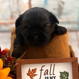 Teddy - Black and tan male Shih Tzu puppy in Claremont, California from Lovable Shih Tzus