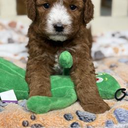 Ford- blue collar - Red  male Goldendoodle puppy in Yuciapa, California from AlltheDoodlez_