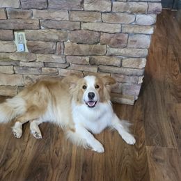 Honey - Border Collie