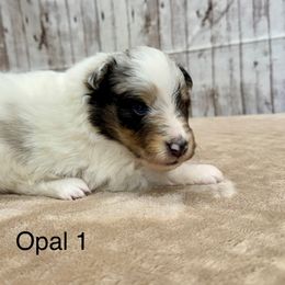 Opal - White blue merle and tan female Shetland Sheepdog puppy in Abilene, Texas from Double Dare Shelties