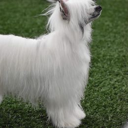 Chinese Cresteds and Poodles from Posh Poodles & Chinese Cresteds