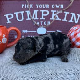 Eloise - Blue merle female Bordoodle puppy in Canfield, Ohio from Poo's Doo's & Inu's