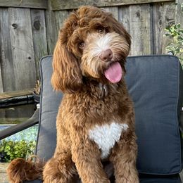 Stewart - Australian Labradoodle