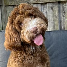 Stewart - Australian Labradoodle