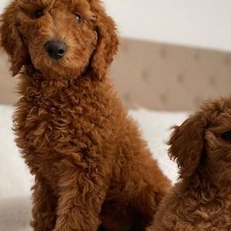 Goldendoodles and Poodles from GoldStar Doodles USA