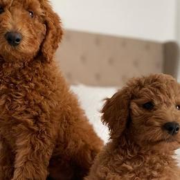 Goldendoodles and Poodles from GoldStar Doodles USA