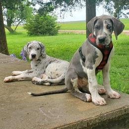 Great Dane Puppies from Garden Grove Great Danes