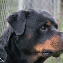Rottweiler All Grown Up from VHR