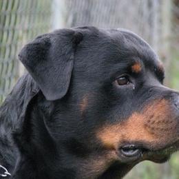 Rottweiler All Grown Up from VHR