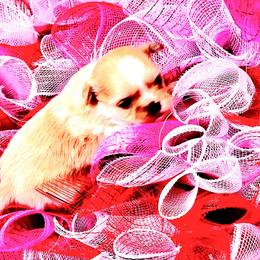 Goldie - Gold and white female Shih Tzu puppy in Willard, Utah from Shih-tzu Queen