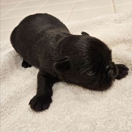 Boy 2 - Black male Brussels Griffon puppy in Fyffe, Alabama from BamaBrussels