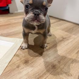 Mufasa - Tricolors male French Bulldog puppy in Asheville, North Carolina from MTO KENNELS