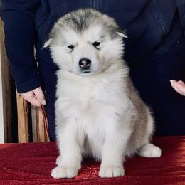 Pita - Gray and white female Alaskan Malamute puppy in Palmyra, Michigan from Illusion Kennel