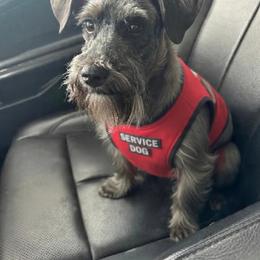 Chubs - Miniature Schnauzer