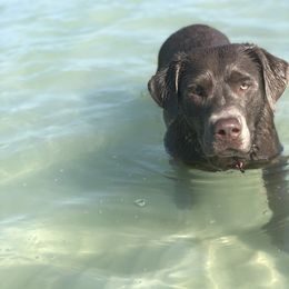 Labrador Retriever Puppies from Premium Labradors of Ontario