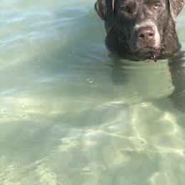 Labrador Retriever Puppies from Premium Labradors of Ontario