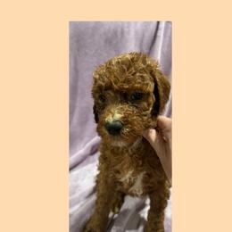Bronze - Red male Irish Doodle puppy in Harrisburg, Arkansas from Ransone’s Ridge Runners Poodles and Doodles
