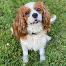 Dana - Cavalier King Charles Spaniel