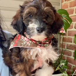 M n M - Sable female Bernedoodle puppy in Denver, Pennsylvania from Greenview Puppies