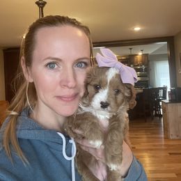 Cavapoo Puppies from Wednesday & Co