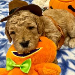 Lola - Red  female Goldendoodle puppy in Maricopa, Arizona from AZ Designer Goldendoodles