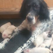 HOPE - English Setter