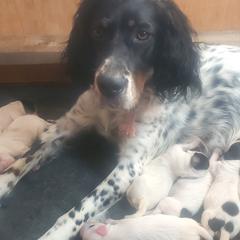 HOPE - English Setter