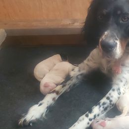 HOPE - English Setter