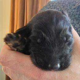Revere - Black and red male German Shepherd puppy in Columbus, Indiana from Stony Lonesome GSD