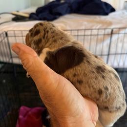 Girl 1 - Dapple female Dachshund puppy in Paisley, Florida from Pantheon Dachshunds
