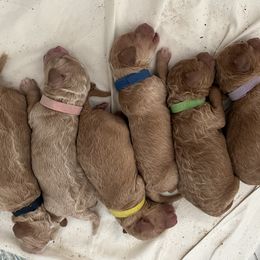 Goldendoodle Puppies from Doods & More