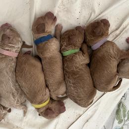 Goldendoodle Puppies from Doods & More
