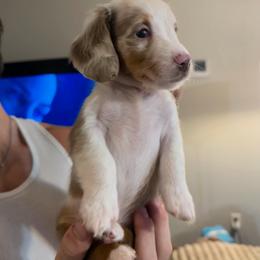 Bo peep - Dapple female Dachshund puppy in Dayton, Ohio from LUXEYPUPS