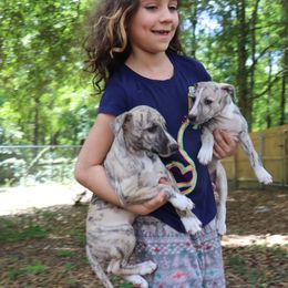 Whippet Puppies from Wise Heart Whippets