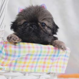 Rosie's Red collar - Gray sable male Pekingese puppy in Conroe, Texas from SFLK