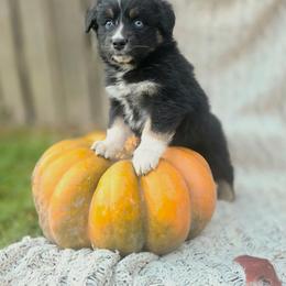 Vesper - Black tri-color female Australian Shepherd puppy in Salem, Oregon from Steady Aim Aussies