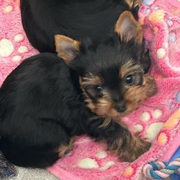 Male 2 - Black and tan male Yorkshire Terrier puppy in Kissimmee, Florida from Bebe AKC Puppies