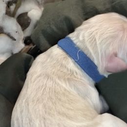 Boy 6 - Goldendoodle puppy in Shell Lake, Wisconsin from KC Acres