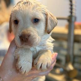 Lime Green Collar - Yellow male Labrador Retriever puppy in Archer Lodge, North Carolina from Archer Lodge Labradors