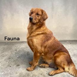 Fauna - Golden Retriever