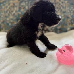 Girl 1 - Black female Whoodle puppy in Sebastian, Florida from Perri’s Whoodles