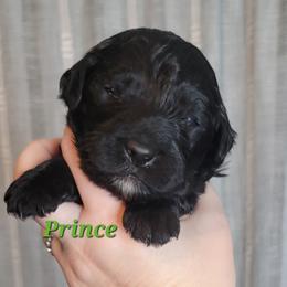 Prince (Green Collar) - Black male Goldendoodle puppy in Scurry, Texas from 07 Seven Oaks Goldens and Doodles