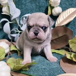 Chinchilla Cream Girl - Cream female Pug puppy in Tulsa, Oklahoma from Locust Creek Pugs & Japanese Chin's
